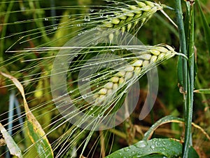 Green Wheat Or Triticum Species With Long Awns