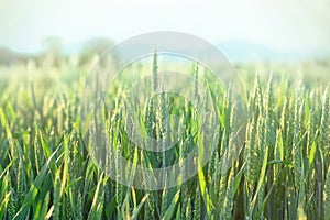 Green wheat - unripe wheat (wheat field)