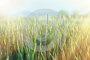 Green wheat - unripe wheat (wheat field)