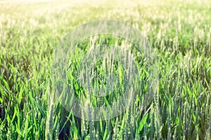 Green wheat - unripe wheat wheat field lit by sunlight