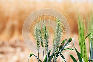 Green wheat in wheat field