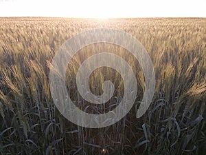 Green wheat, wheat field at sunset