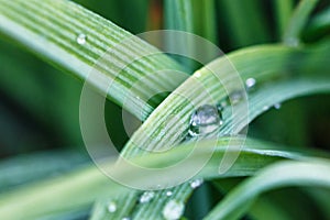 Green Wheatgrass grass close-up dew drops, soft focus