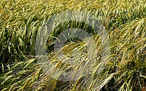 Green wheats in the field