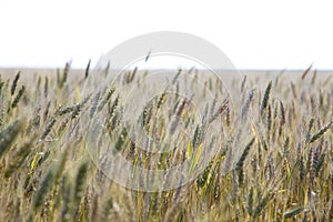 Green wheats in the field