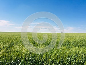 A green wheats field blowing