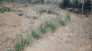 Green Wheats on Field. Outdoor Photo.