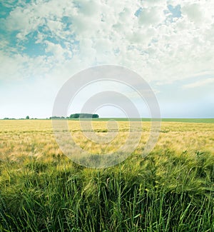 Green wheats