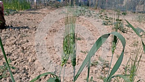 Green Wheats in Selective Focus.