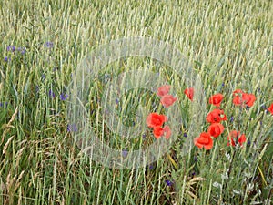 Green wheet field with flowers