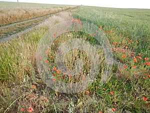 Green wheet field with flowers