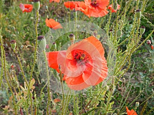 Green wheet field with flowers