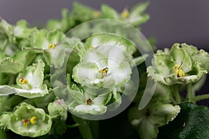 Green and white African violet Saintpaulia ionantha