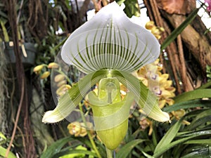green and white albino orchid