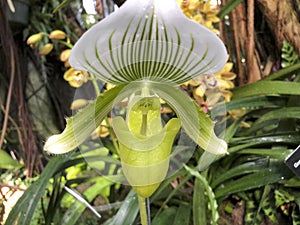 green and white albino orchid