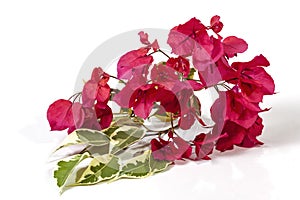 Green and White Bougainvillea Leaves and Pink Flowers