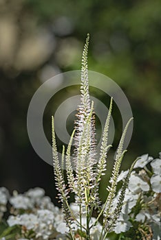 Green white bowman`s root / culverphysic with natural blurred background