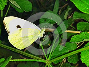 Green and white butterfly sitting on leaf of plant