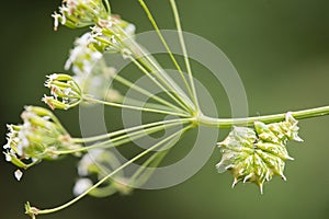 Green and white caterpillar swirled on flower stem.