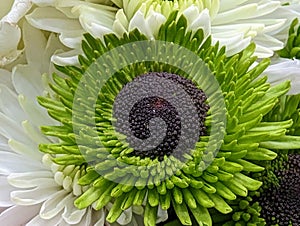 Green and white chrysanthemum for gifting