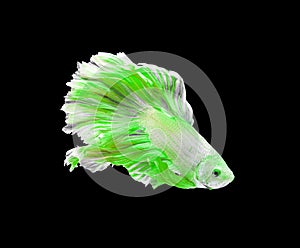 Green and white color dragon siamese fighting fish, betta fish isolated on black background. Capture the moving moment of crown