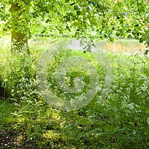 Green and white colors of spring