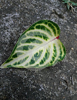 green and white colour leaf colourful