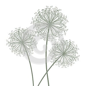 Green and white dandelion