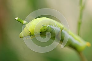 Green and white doted caterpillar