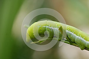 Green and white doted caterpillar