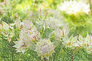 Green white flower blooming with green leaf background