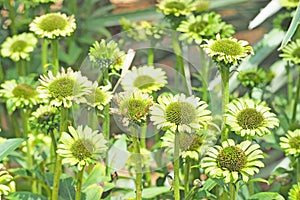 Green white flower blooming with green leaf background