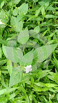 Green and white flower wallpaper for background natur