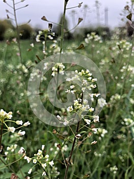 Green white flower weed grass shepherds purse & x28;Capsella bursa pastoris& x29; as background image