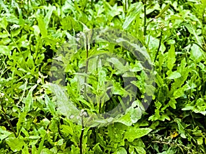 Green white flower weed grass shepherds purse or Capsella bursa pastoris as background image