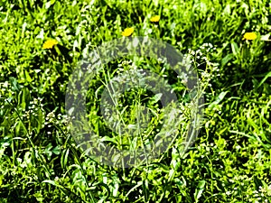 Green white flower weed grass shepherds purse or Capsella bursa pastoris as background image