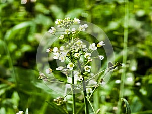 Green white flower weed grass shepherds purse or Capsella bursa pastoris as background image
