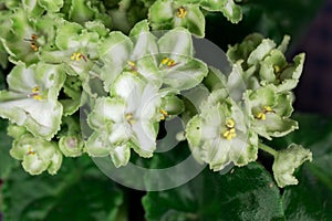 Green and white African violet Saintpaulia ionantha