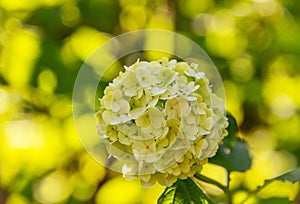 Green white flowers Viburnum opulus Roseum - Snowball. Inflorescence ornamental shrub close-up