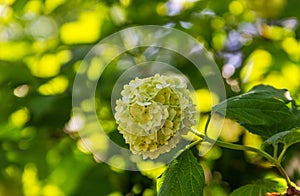 Green white flowers Viburnum opulus Roseum - Snowball. Inflorescence ornamental shrub close-up