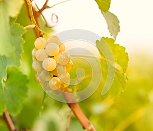 Green - white grape (Riesling)