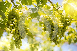 Green White Grapes Hanging Sun Flairs