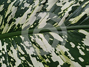 The green and white leaf patterns form a pattern