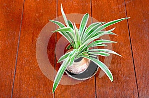 A green white leaf plant in a pot on a brown wooden background, top view