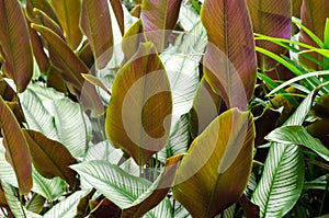 Green and white leaf of plant texture background