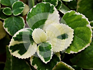 Green-white leave ,foliage Variegated Indian Borage ,Plectranthus amboinicus