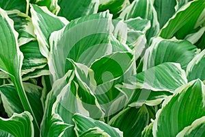 Green white leaves of hosta in garden close-up.