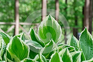 Green white leaves of hosta in garden close-up.