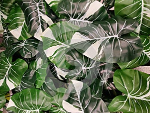 The green and white leaves of Philodendron Gloriosum variegated