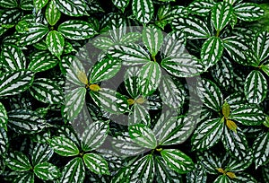 The green and white leaves of Pilea notata after rain